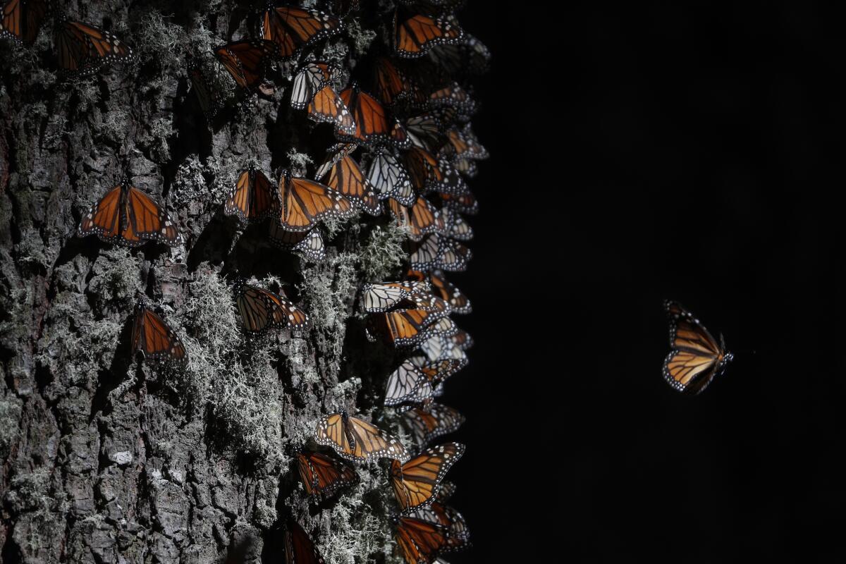 Esta foto del 31 de enero de 2020 muestra a varias mariposas monarca que cubren el tronco de un árbol 