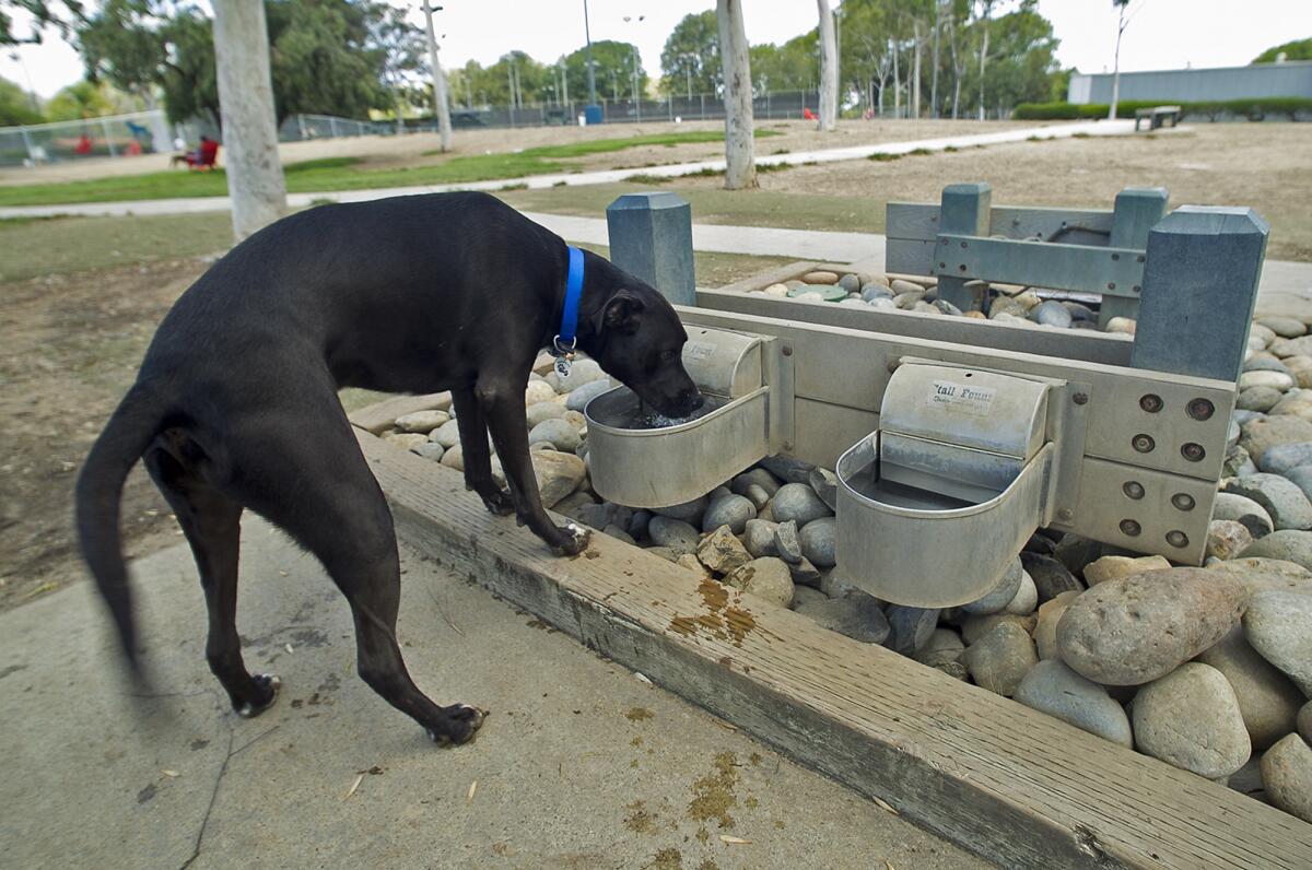 Buddy takes a drink out of the water station at the Bark Park in Costa Mesa in September.
