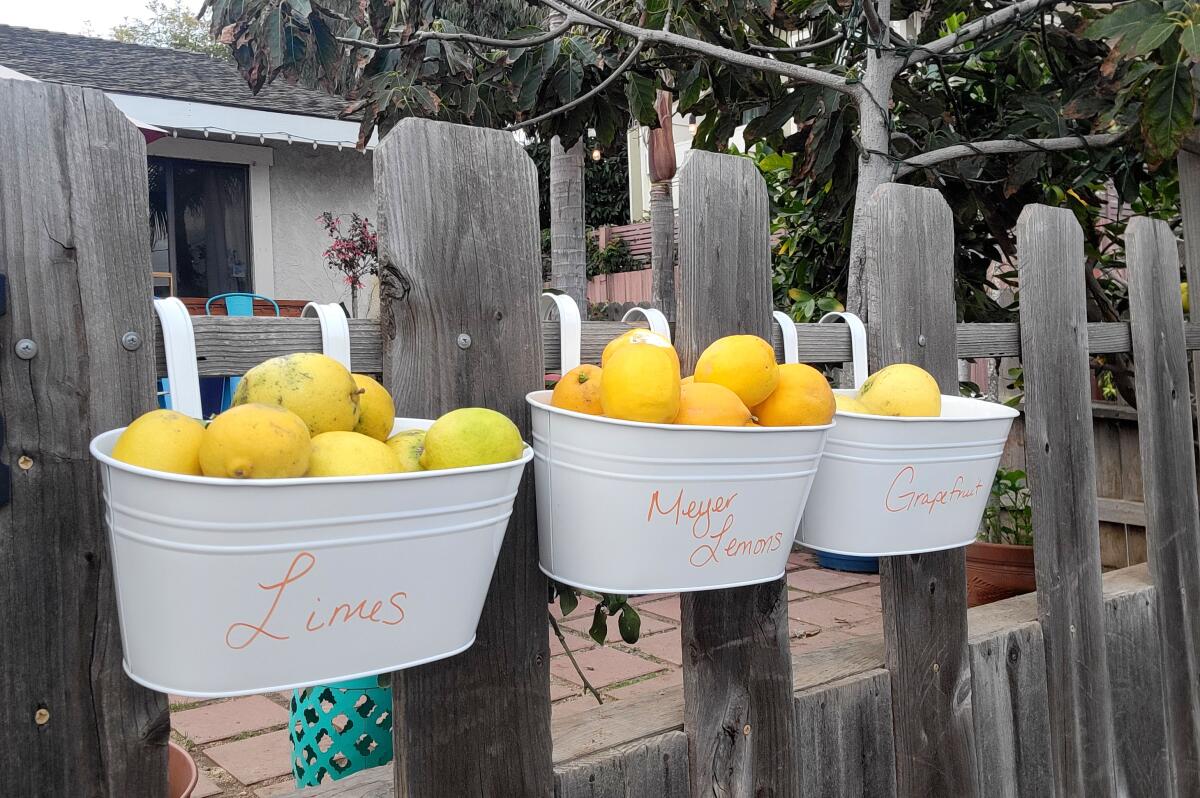 Costa Mesa resident Heather Deyden-Littrell posted on Nextdoor.com a week ago, "Come and get free citrus."