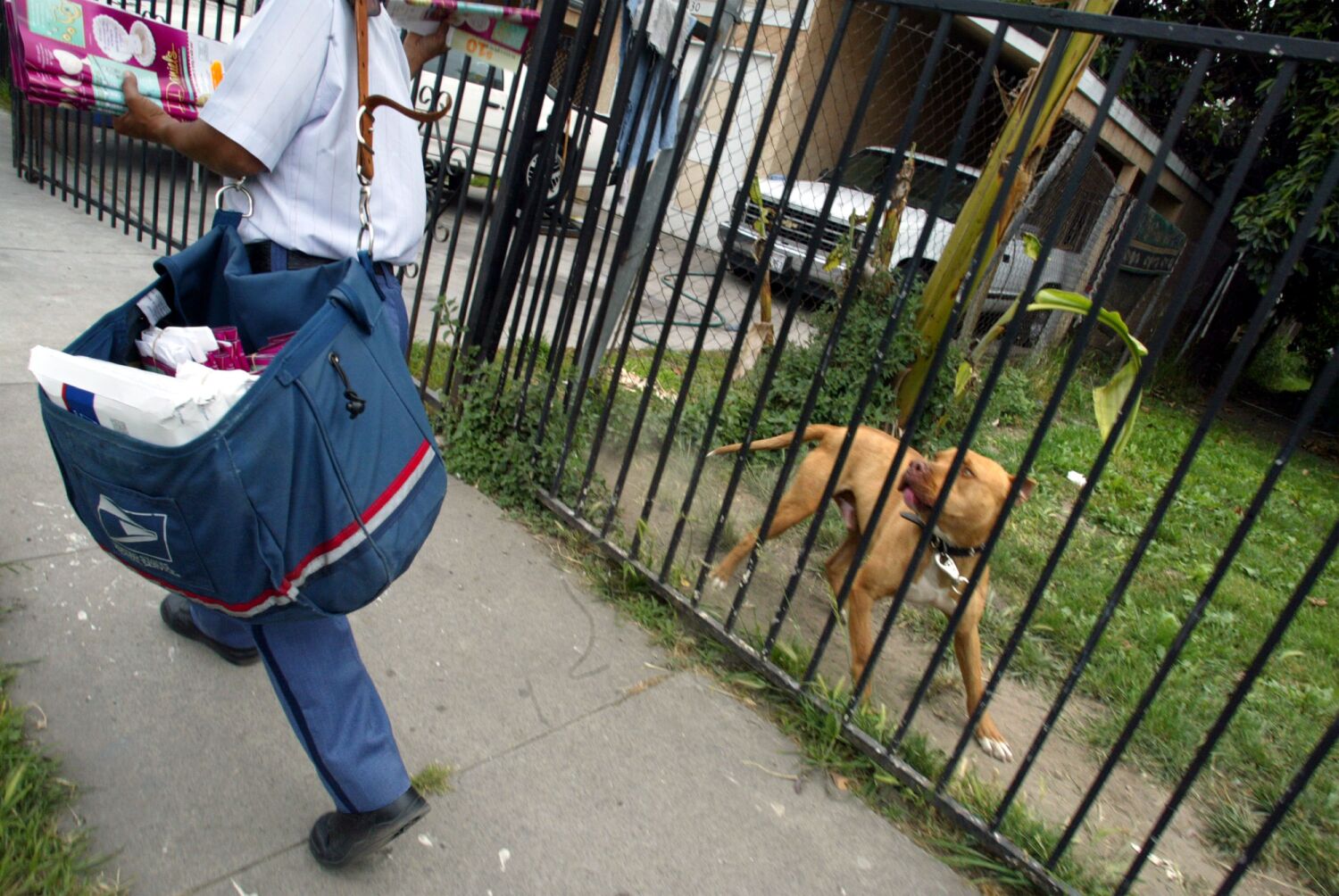 California leads US in postman dog attacks