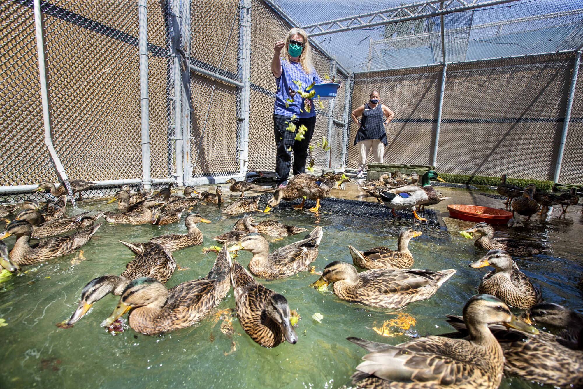 Debbie Wayns feeds donated lettuce to ducks in a pool at the center