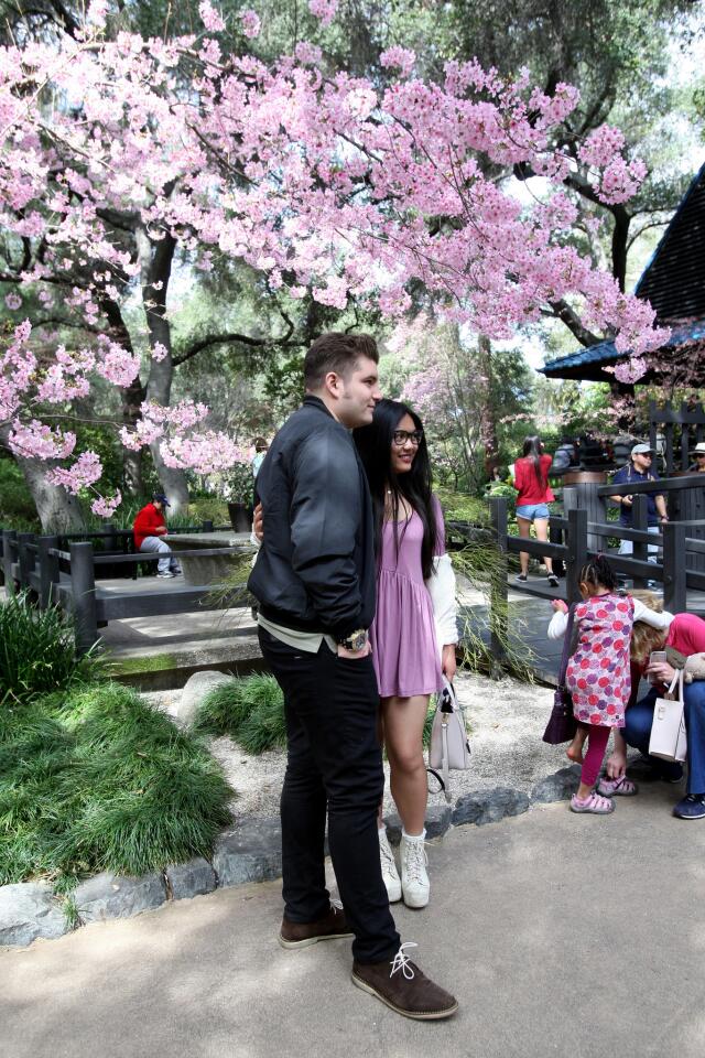 Photo Gallery: Annual Cherry Blossom Festival at Descanso Gardens