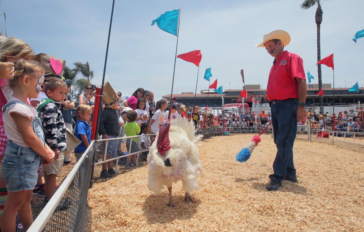 La Feria del Condado de San Diego es uno de los eventos más esperados del verano con diversas opciones de entretenimiento para los miles de asistentes.