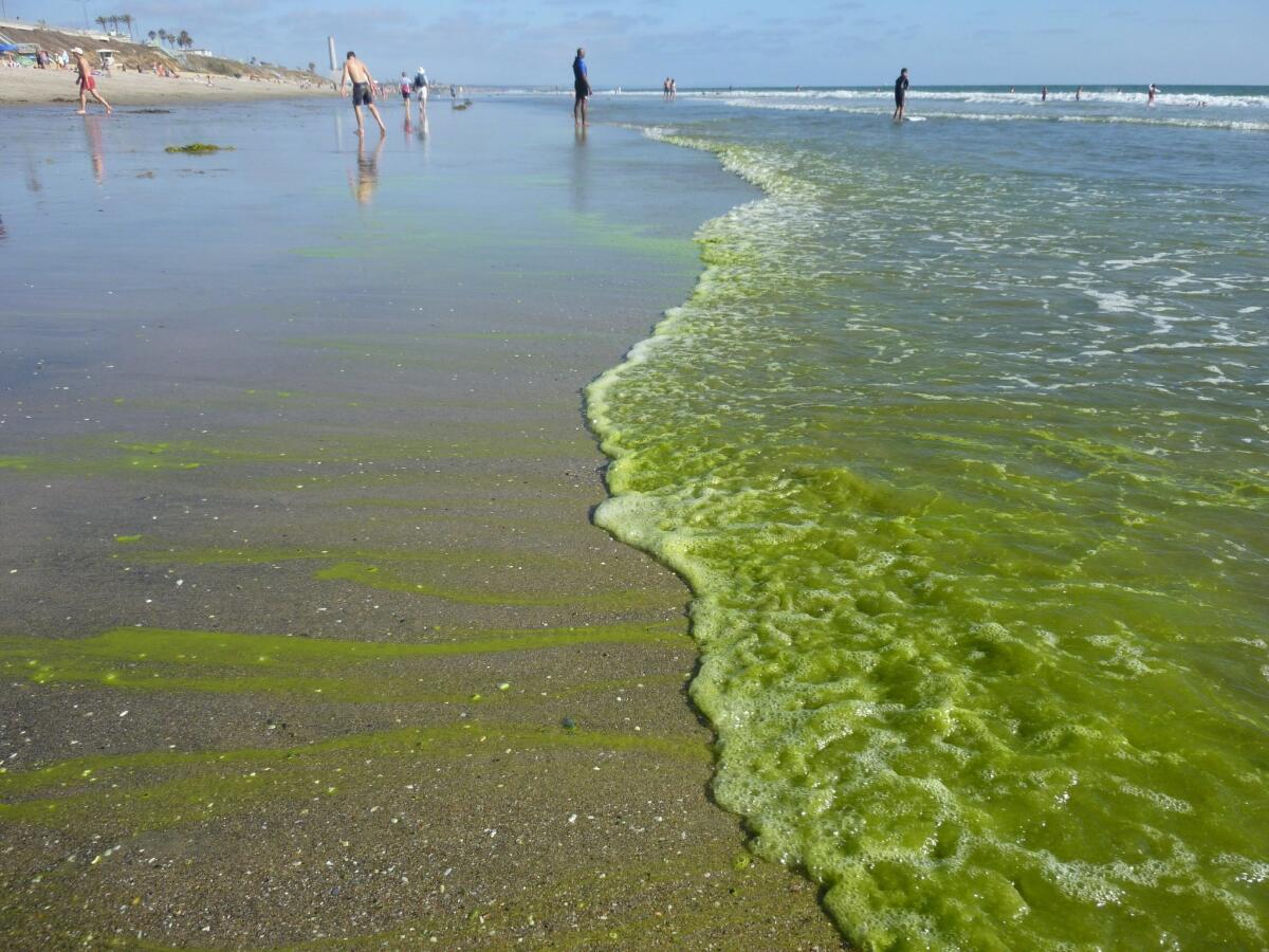 It’s slimy, but green tide is harmless algae bloom The San Diego