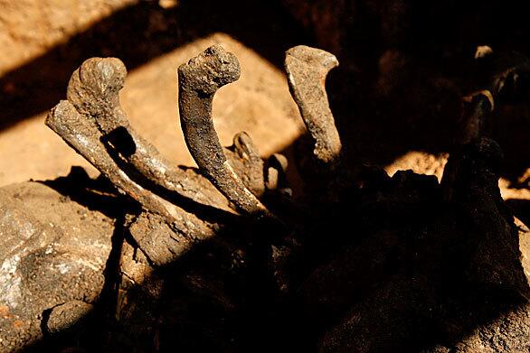 Fossils at Rancho La Brea