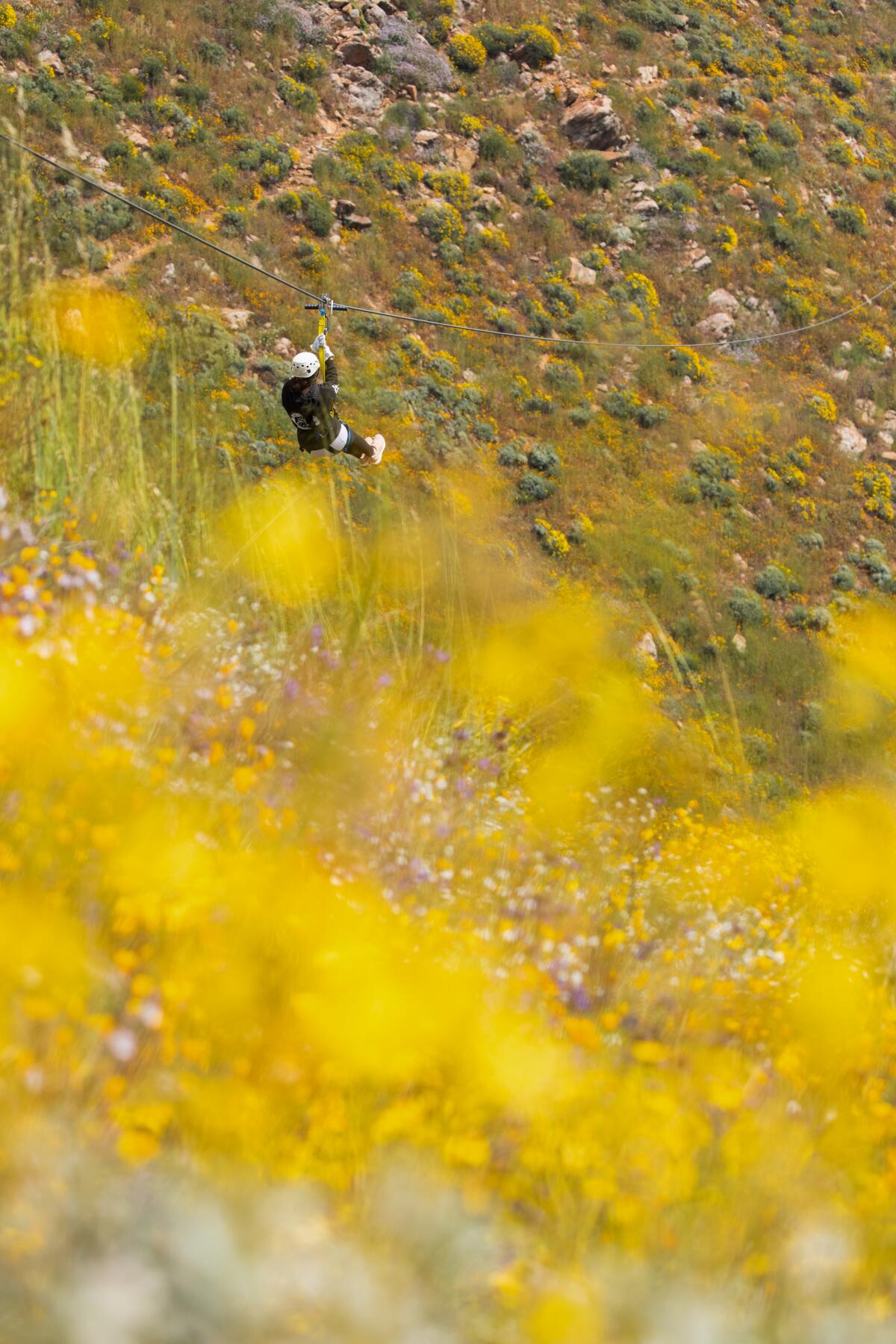 A zip-liner is just visible through a field of wildflowers.