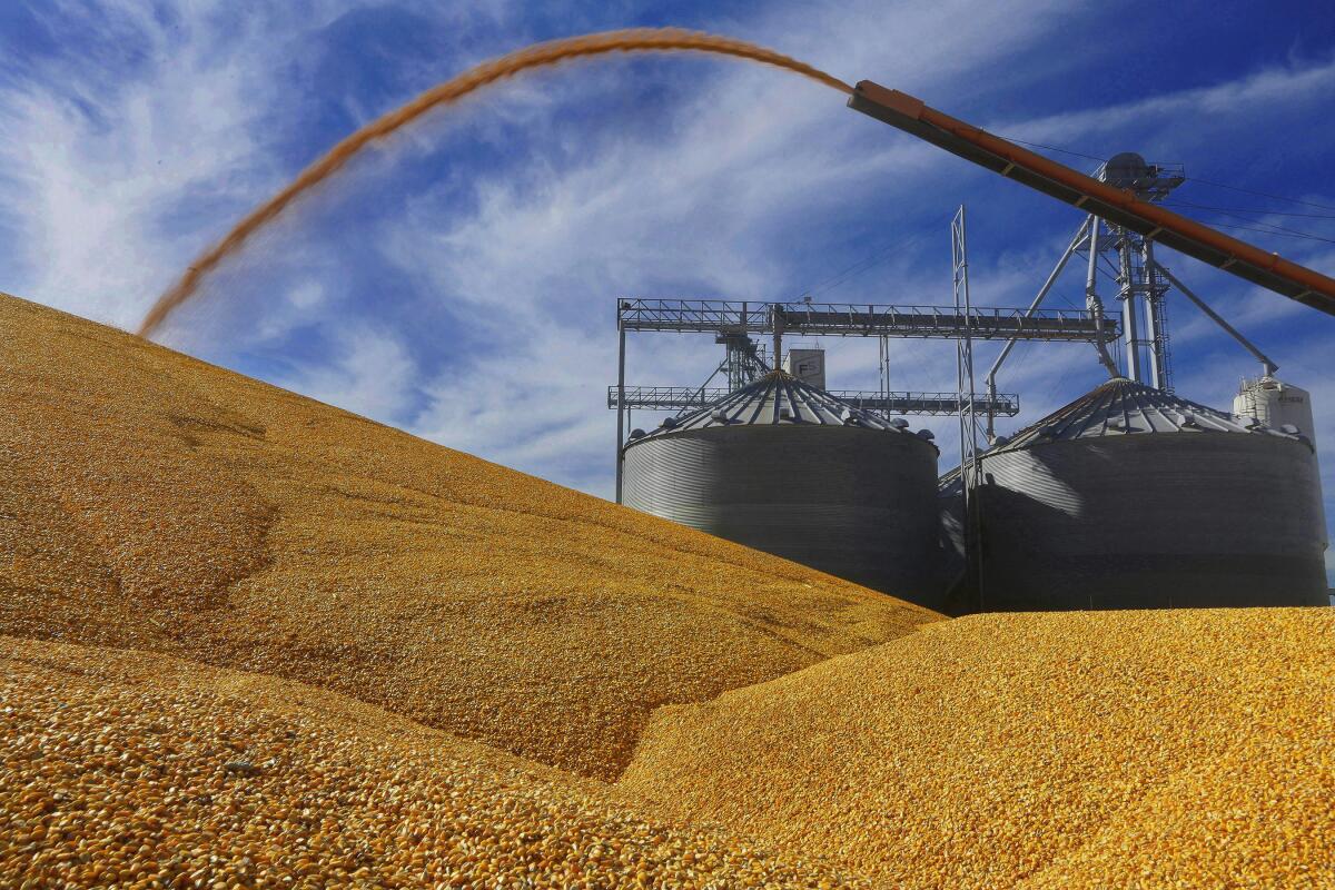 agricultores de Illinois colocan maíz cosechado en el suelo fuera de un elevador de grano lleno en Virginia