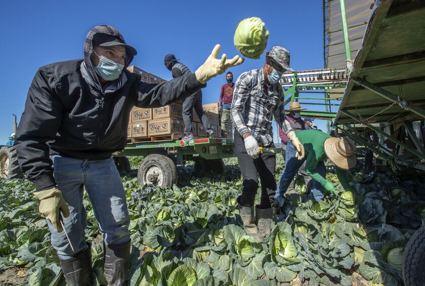 A worker tosses a head of cabbage
