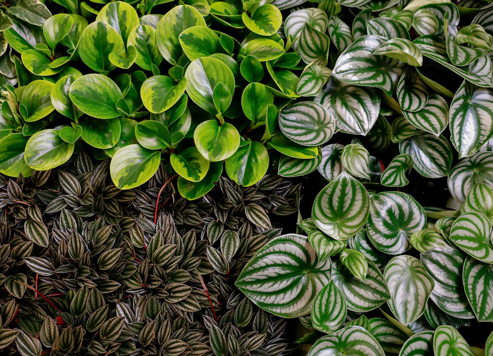 Four different plants with variegated foliage for sale at the Plant Chica.