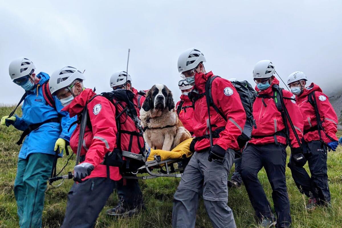 Volunteers carry Daisy, a 121-pound Saint Bernard, from England's highest peak on Sunday.