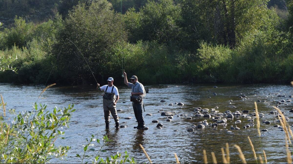 Fly fishing on the Yampa River near downtown Steamboat Springs, Colo.