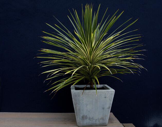 A potted cordyline in a different hue sits on the back patio.