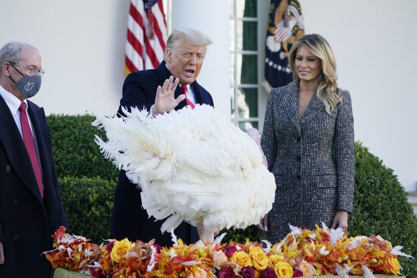 President Donald Trump pardons Corn, the national Thanksgiving turkey, in the Rose Garden of the White House, Tuesday, Nov. 24, 2020, in Washington, as first lady Melania Trump and National Turkey Federation Chairman Ron Kardel of Walcott, Iowa, look on. (AP Photo/Susan Walsh)
