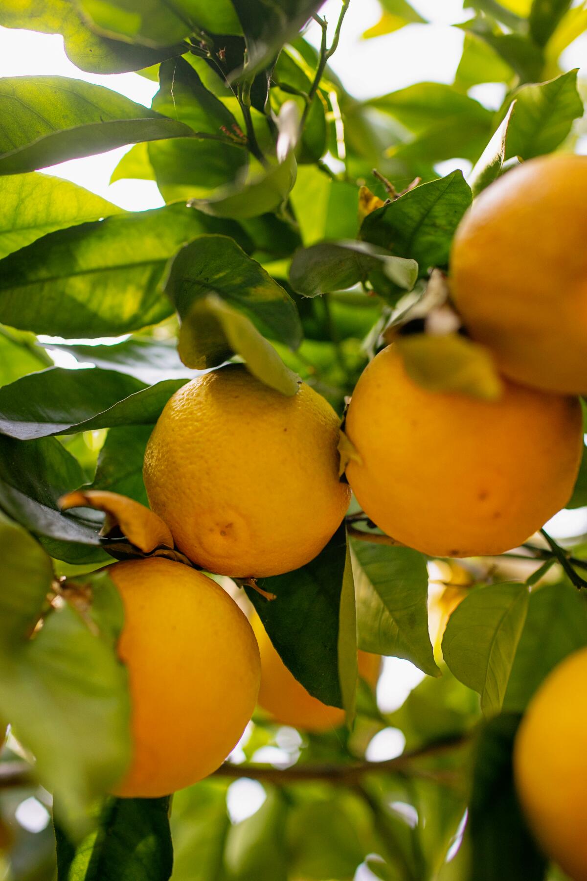 Detail of oranges hanging from a tree branch.