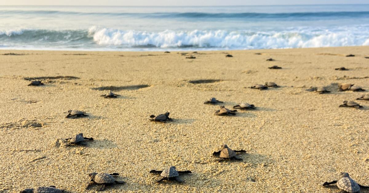Tiny Turtles Tell Tales - Growing Up in Santa Cruz