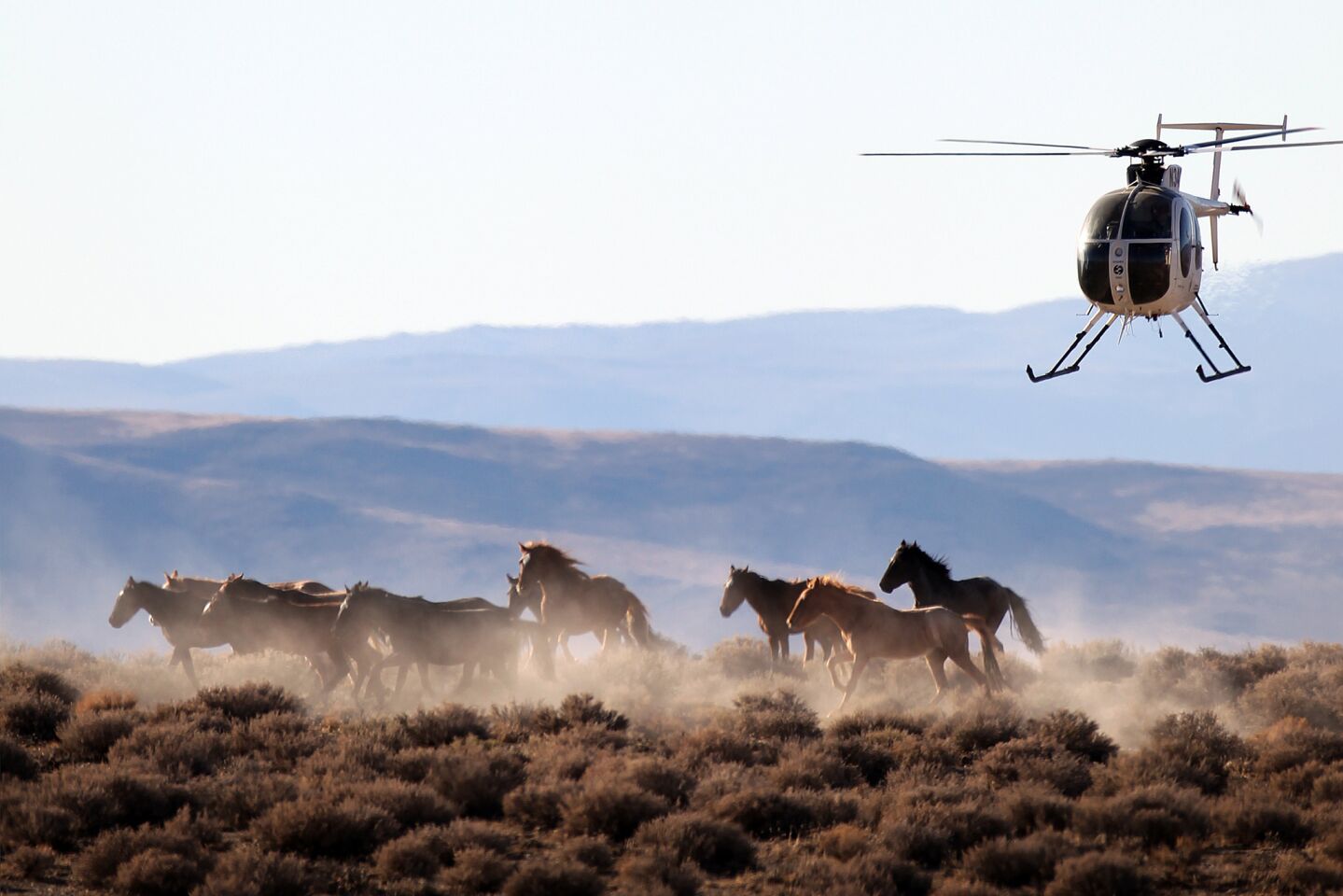 Wild mustangs are herded by helicopter into temporary corrals before they are hauled in trailers from public rangeland. They are then auctioned off or sent to live in government-funded holding areas.
