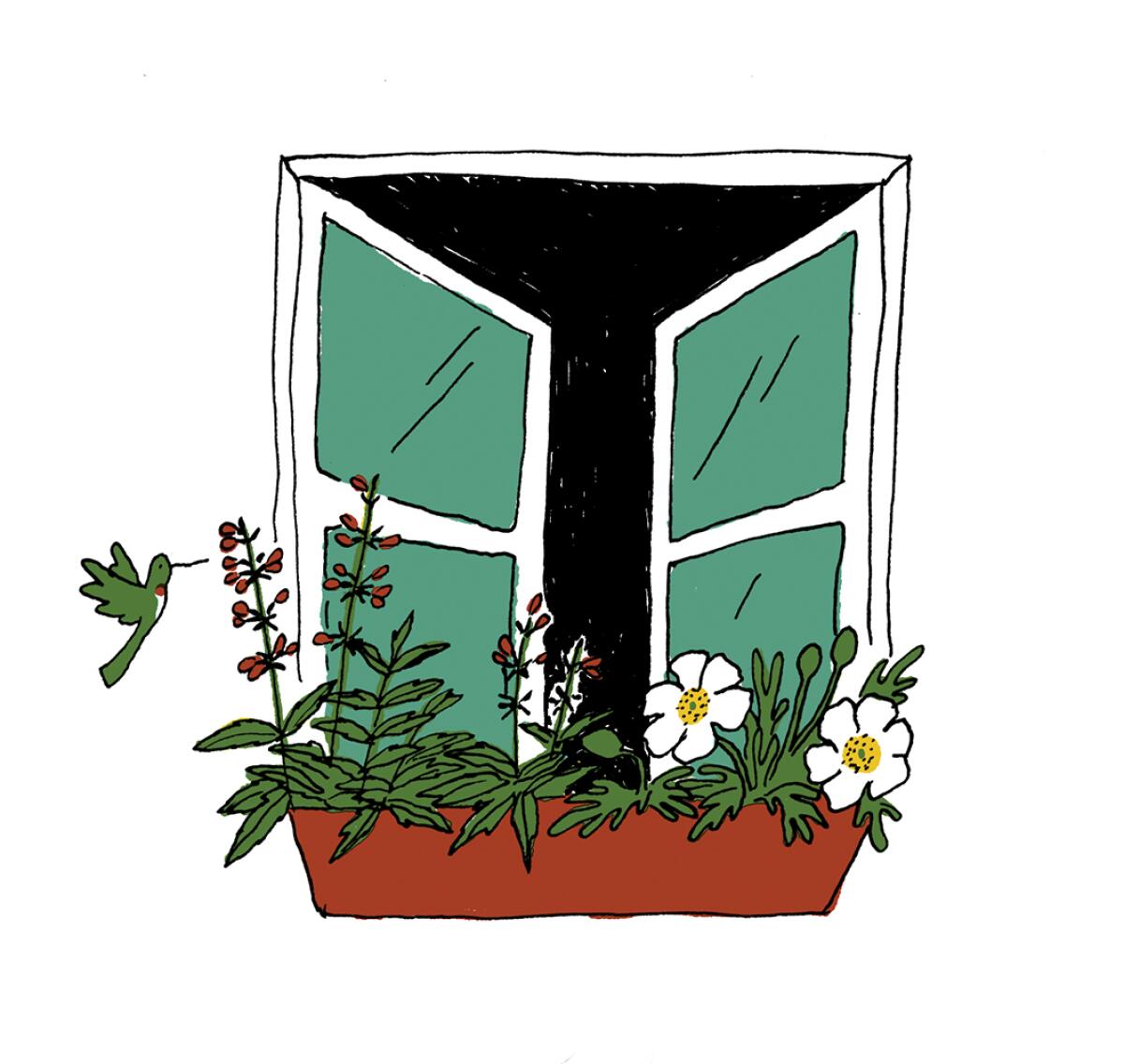 Illustration of native plants in window box