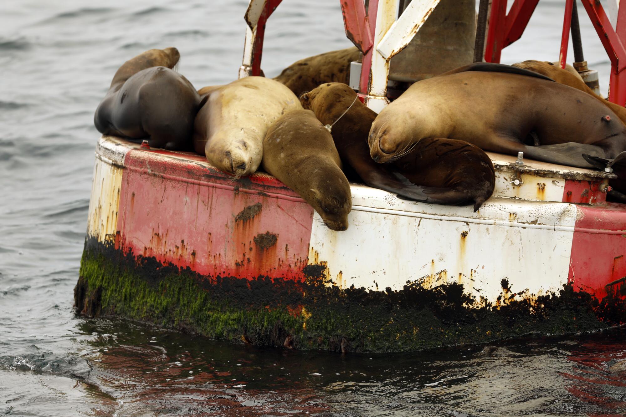 Sea lions sleep on an ocean marker off the coast of Newport Beach 