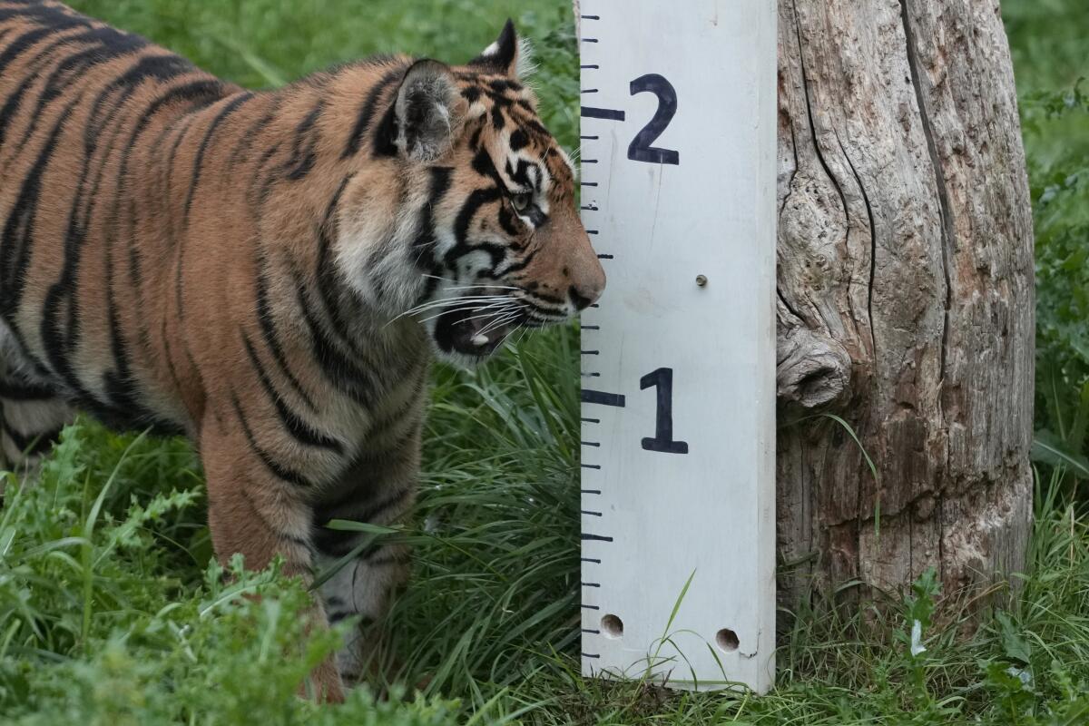 Un tigre de Sumatra inspecciona una vara de medición durante el pesaje anual del Zoo de Londres,