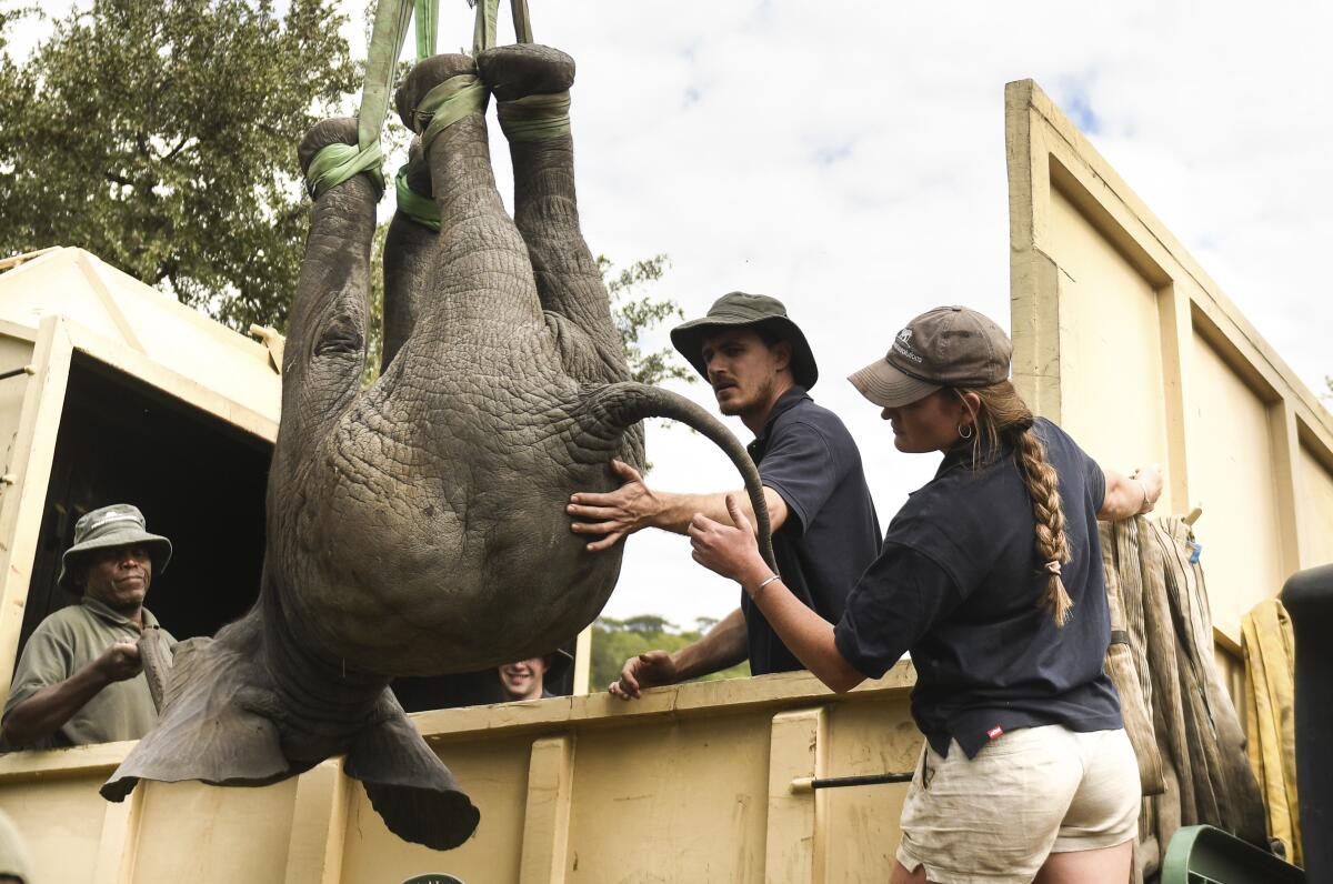 En esta imagen de archivo, operarios levantan un elefante para subirlo a un vehículo de transporte 