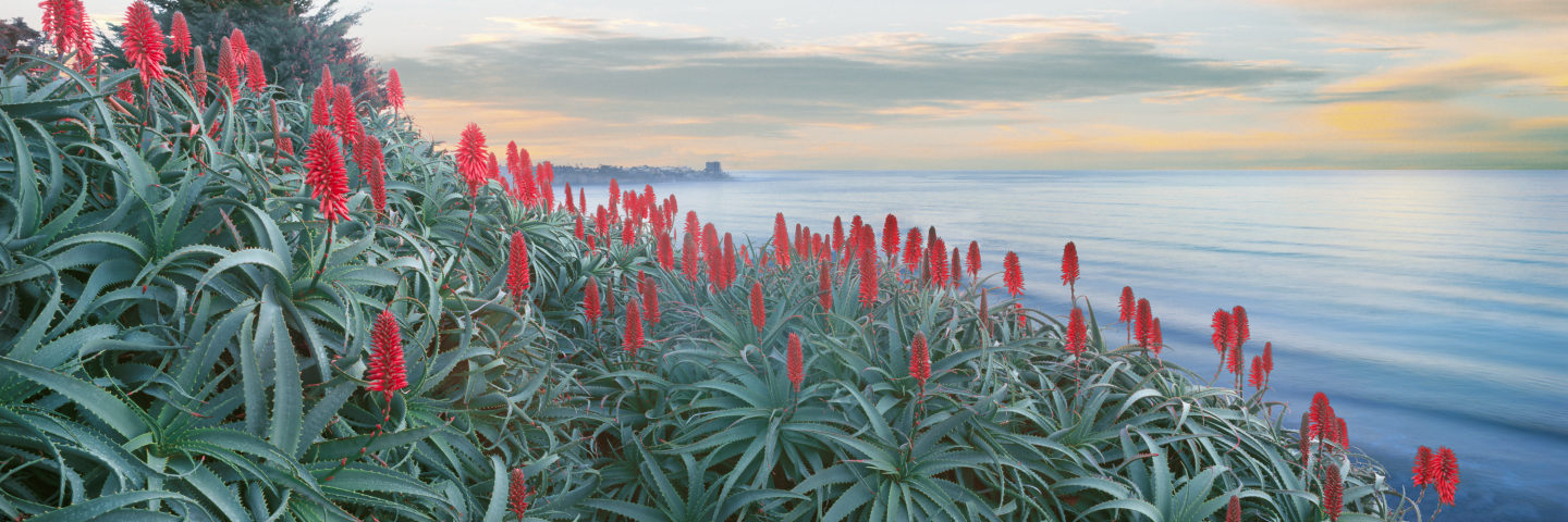 Kniphofia, or red hot poker, puts on a show at sunrise at Scripps Coastal Reserve.