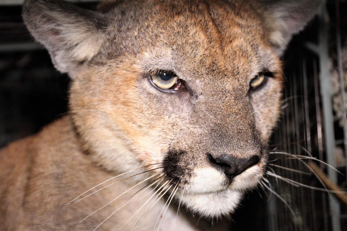 A close-up on the face of a young mountain lion