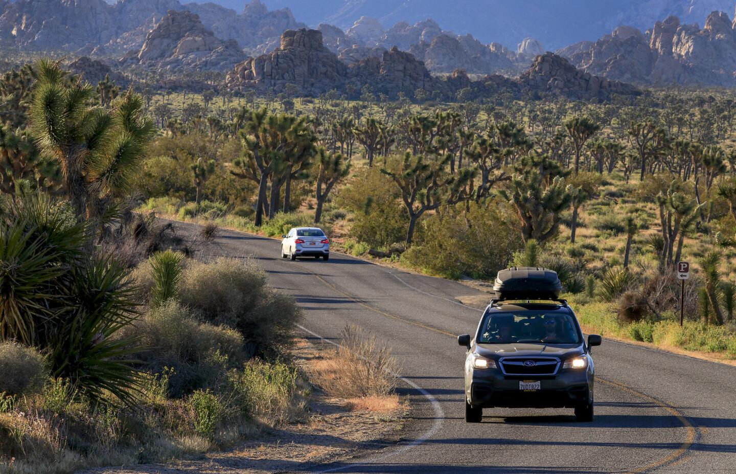 JOSHUA TREE NATIONAL PARK ,CA., APRIL 6, 2019: Visitors coming and going begin the early morning commute along Park Blvd past amazing rock formations and the namesake Joshua Trees in Joshua Tree National Park April 6, 2019 (Mark Boster For the LA Times).