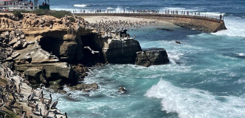 A flock of seagulls? No, it's more like a huge pod of pelicans at the Children's Pool in La Jolla.