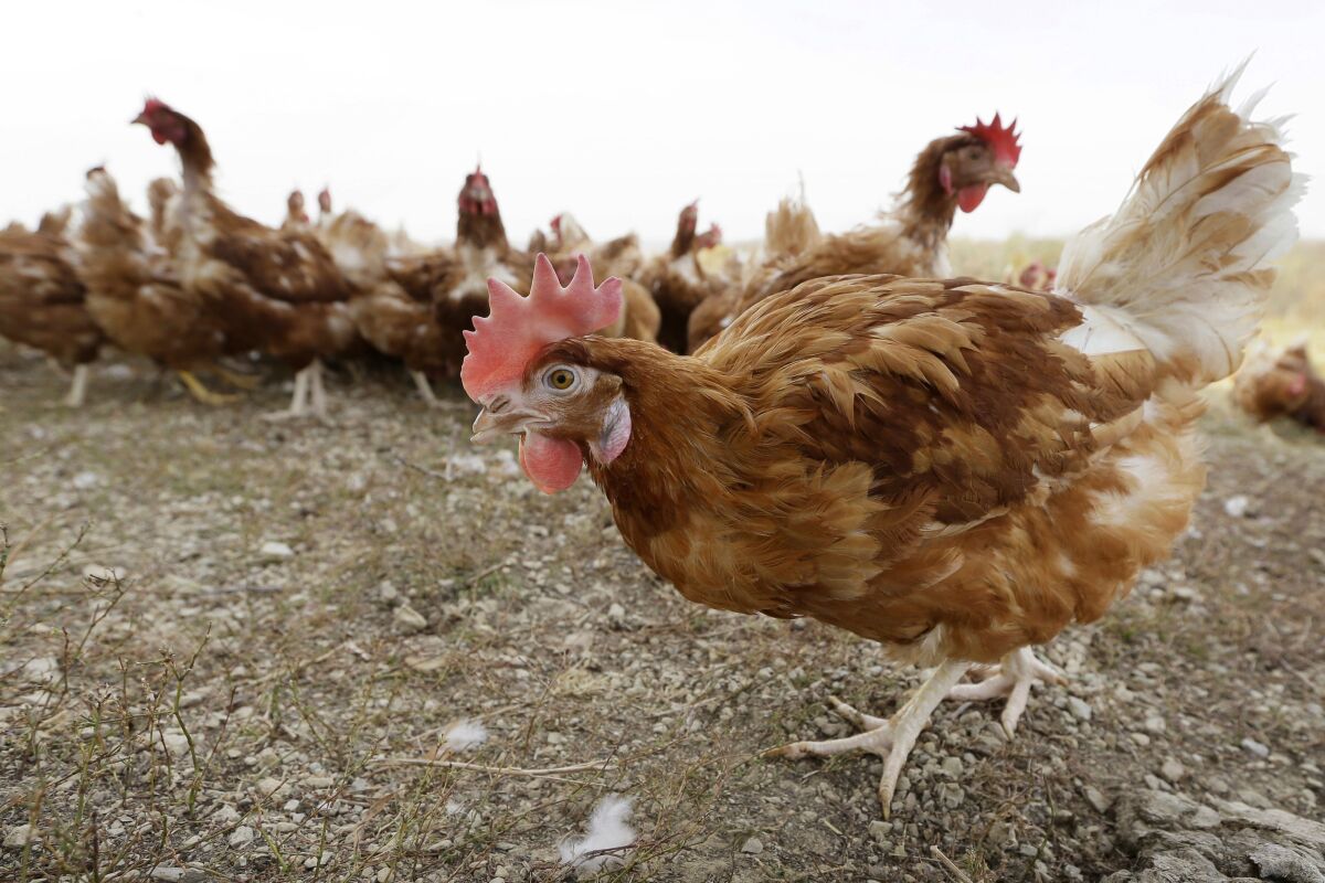FILE - Chickens walk in a fenced pasture at an organic farm in Iowa on Oct. 21, 2015. Nebraska agriculture officials say another 1.8 million chickens must be killed after bird flu was found on a farm in the latest sign that the outbreak that has already prompted the slaughter of more than 50 million birds nationwide continues to spread. Nebraska is second only to Iowa’s 15.5 million birds killed with 6.8 million birds now affected at 13 farms. (AP Photo/Charlie Neibergall, File)