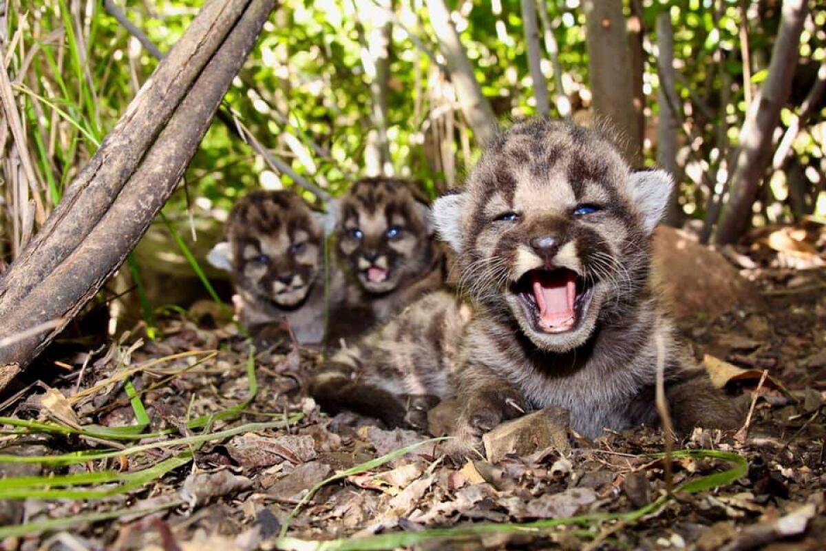 Three mountain lion kittens