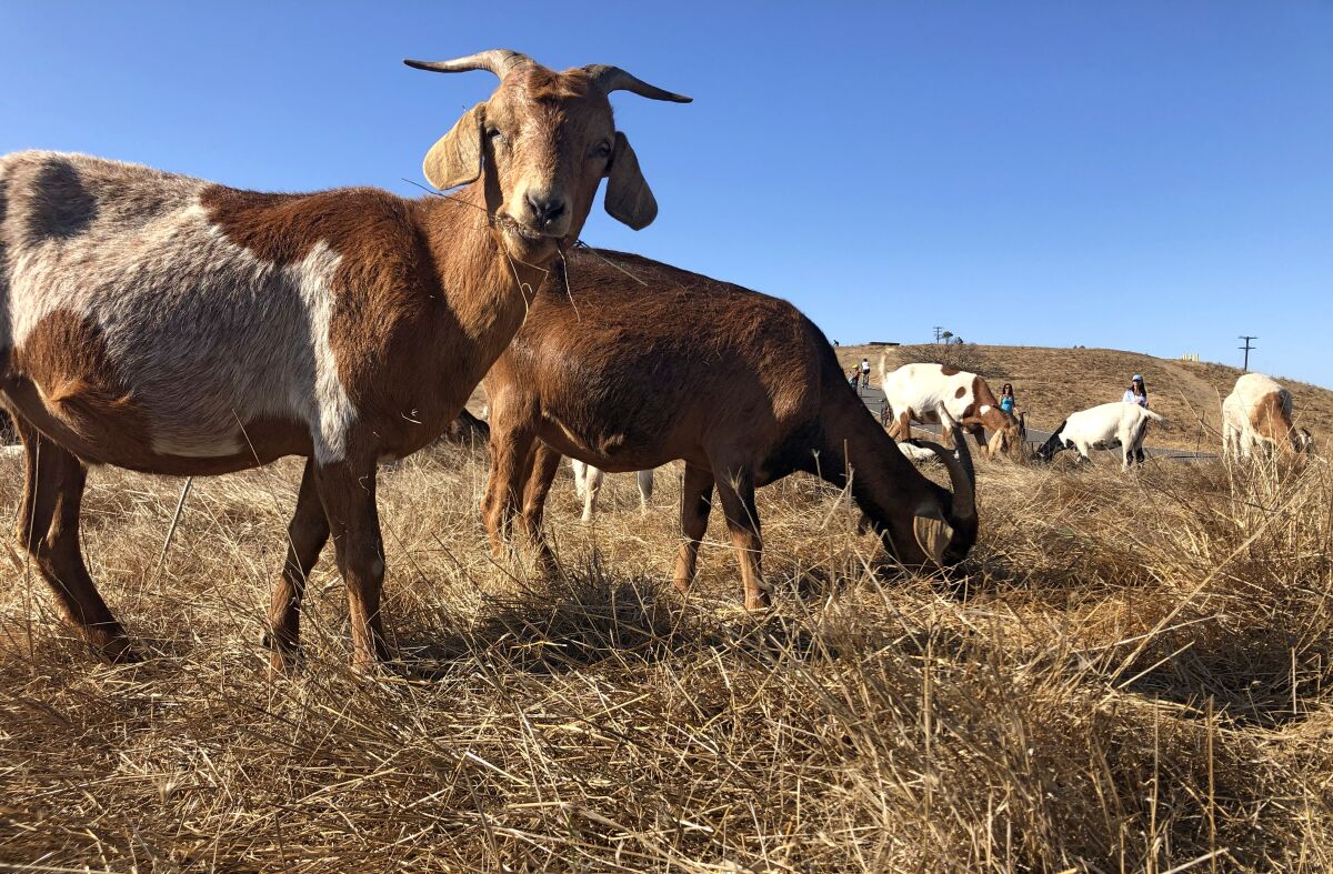 Goats clean native grasses 