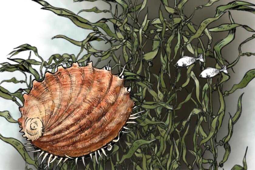 illustration of a white abalone
