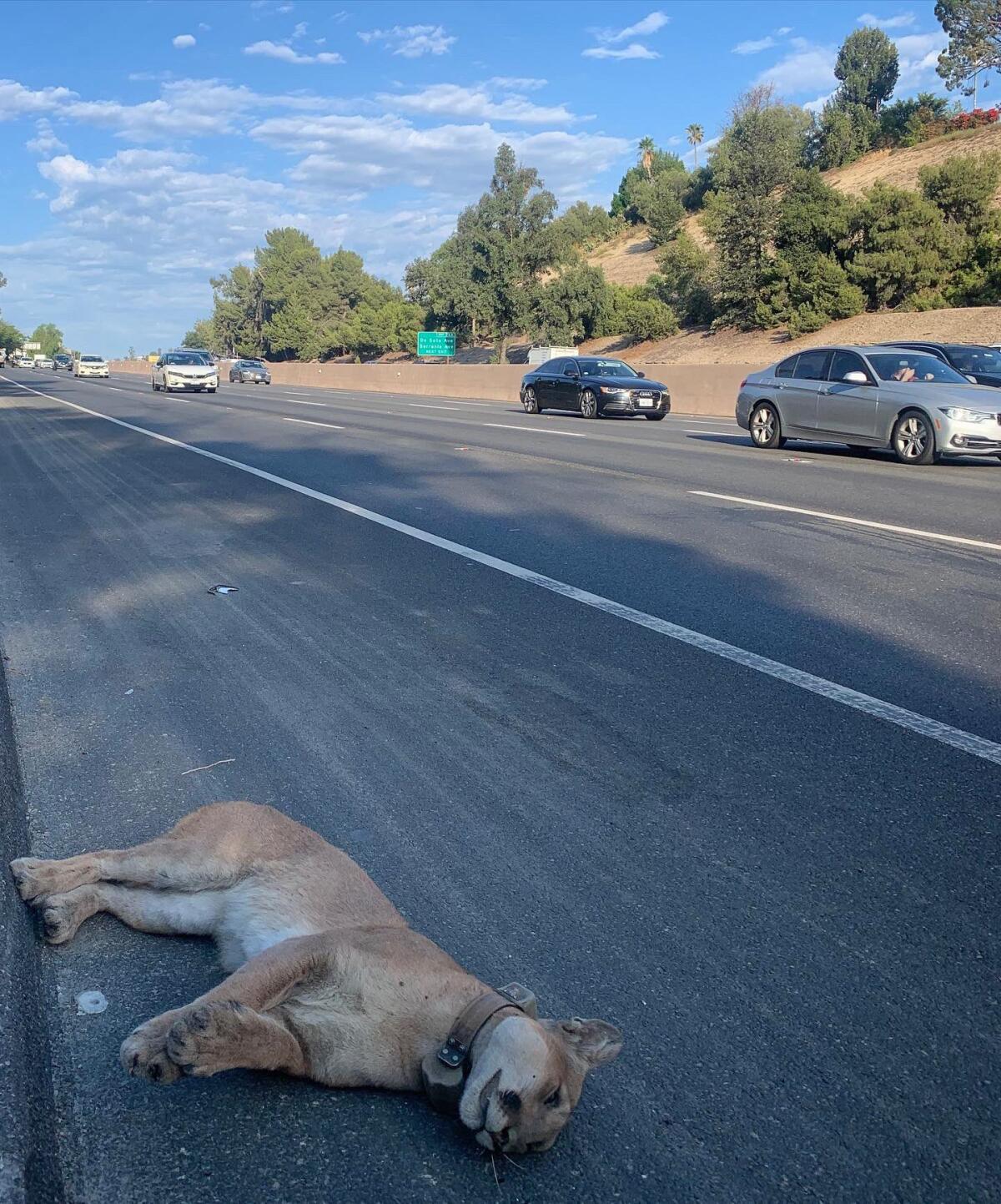 In this photo provided by the Santa Monica Mountains National Recreation Area, the mountain lion dubbed P-89, that was part of a National Park Service study, is seen after being fatally struck by a vehicle on a highway near Southern California's Santa Monica Mountains, Monday, July 18, 2022. The two-year-old male cougar was found along U.S. 101 in the Woodland Hills area of Los Angeles, the Santa Monica Mountains National Recreation Area said in a statement. (Santa Monica Mountains National Recreation Area via AP)