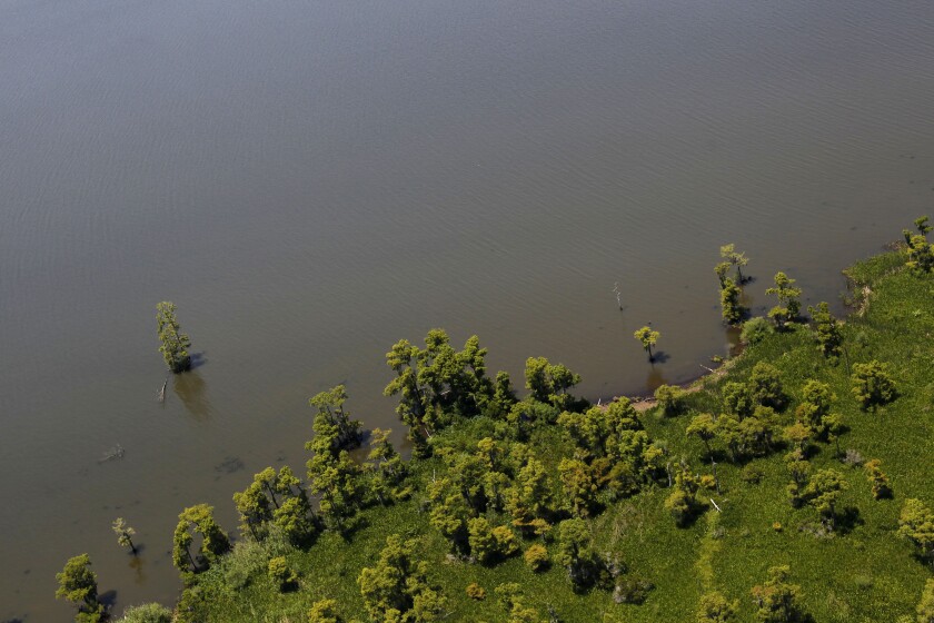 FILE - In this June 3, 2011 file photo, Cypress trees that formerly stood on land are seen from the air near the rapidly receding shoreline of Lake Salvador in Jefferson Parish, just outside New Orleans. Oil companies, Friday, Aug. 6, 2021, fighting dozens of lawsuits that blame drilling for decades of coastal erosion and wetland loss in Louisiana are pleased with a new appeals court ruling that could lead to some of the cases being heard in federal court. (AP Photo/Gerald Herbert, File)