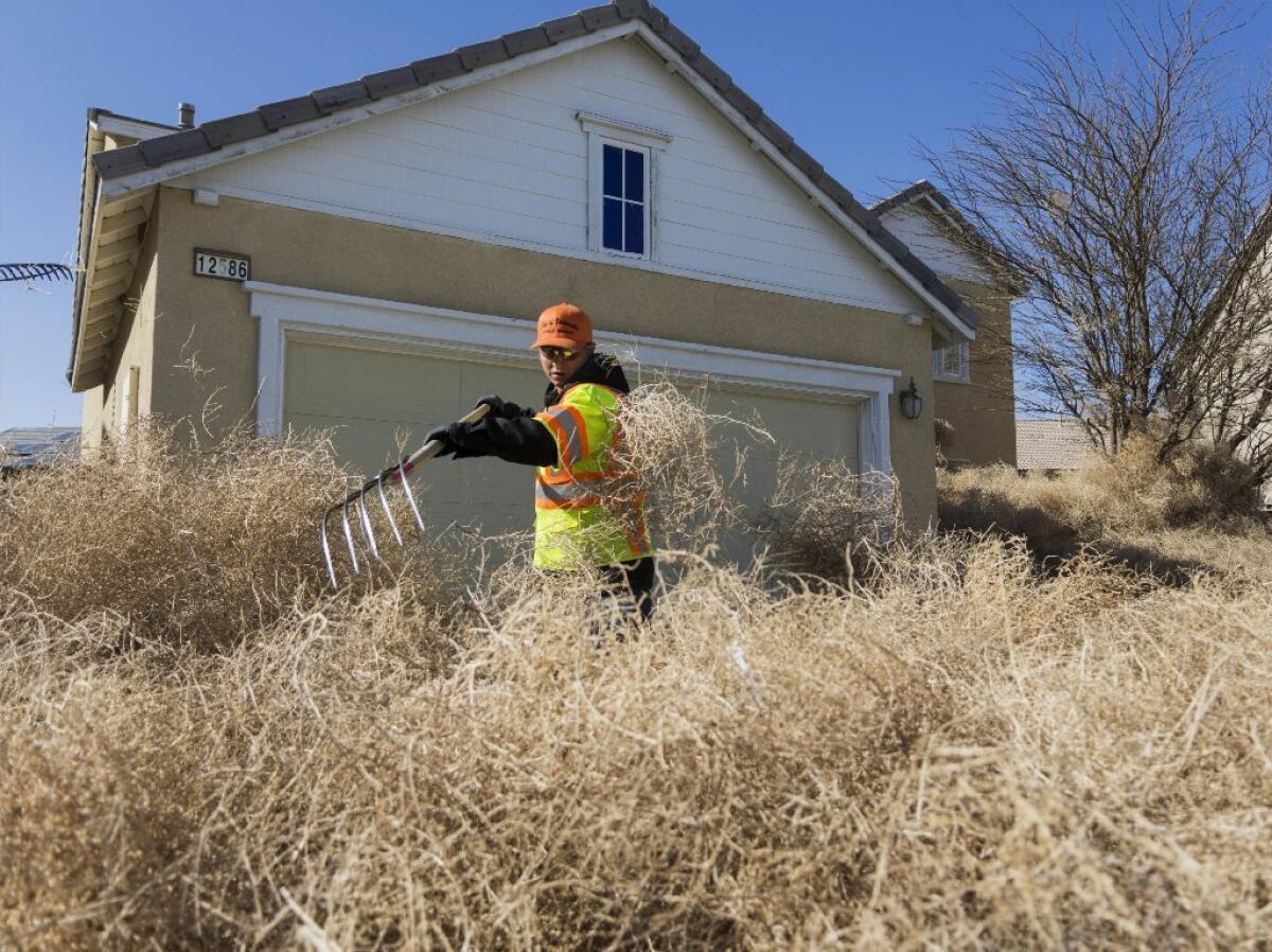 A member of the Victorville public works team clears tumbleweeds from homes in Victorville, Calif., Monday, April 16, 2018. The residential neighborhood sits at the corner of the open desert and was pounded with the weeds as high winds persisted throughout the day.