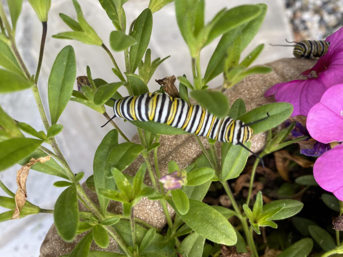 Monarch caterpillars feed on milkweed in the backyard of Patrice Apodaca.