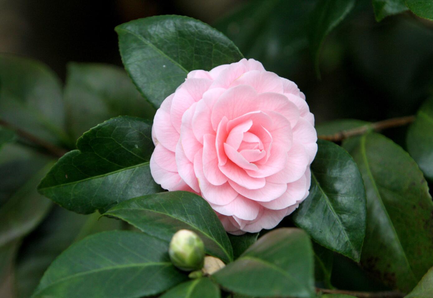 Photo Gallery: Descanso Gardens' Camellia and Tea Festival