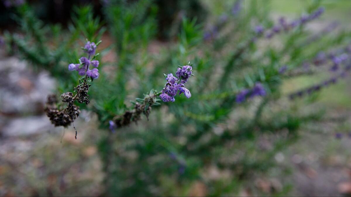 Detail of wooly blue curls at Mike Evans/Tree of Life Nursery in San Juan Capistrano.