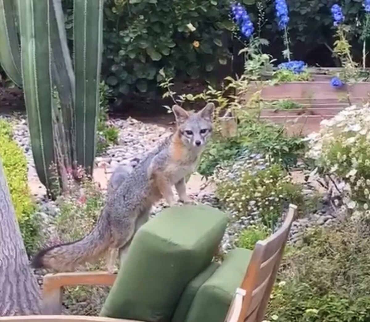 A fox relaxes in the garden of a cottage in La Jolla's Windansea area. A mom and four kits romped in the yard for two weeks.