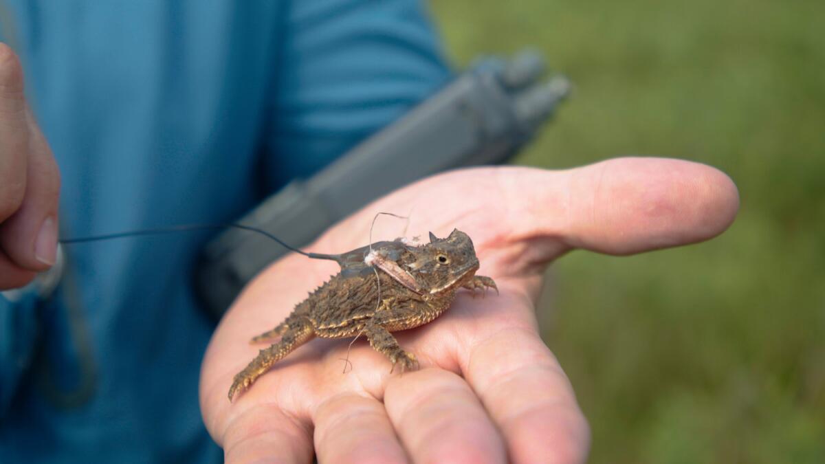 Horned lizard