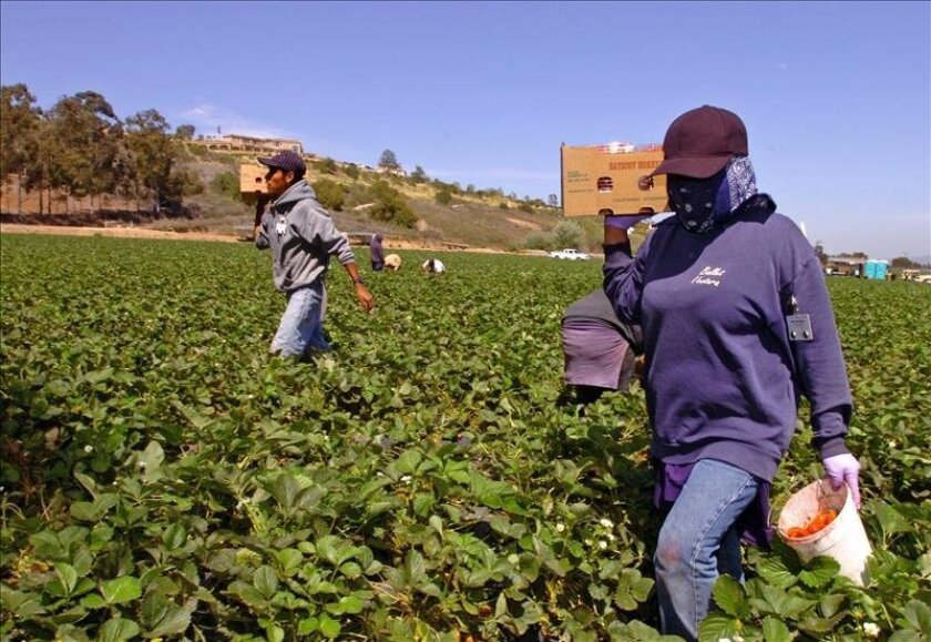 Migrants Fear Speaking Out About Sexual Harassment In Florida Farm Fields San Diego Union Tribune En Espanol