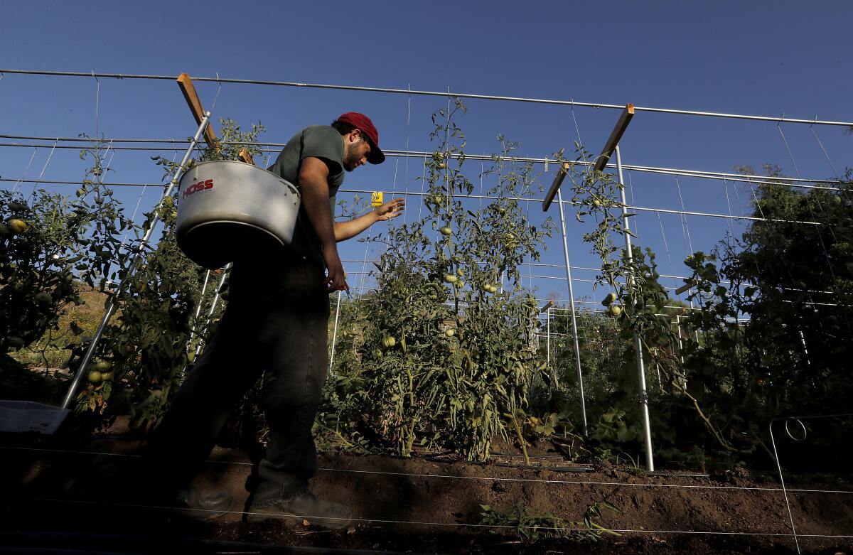 Eric Tomassini prepares to trim suckers from one long trellis of tomatoes at Avenue 33 Farm. "My dream is to see a lot more urban farms in L.A., especially on hillsides," he says.