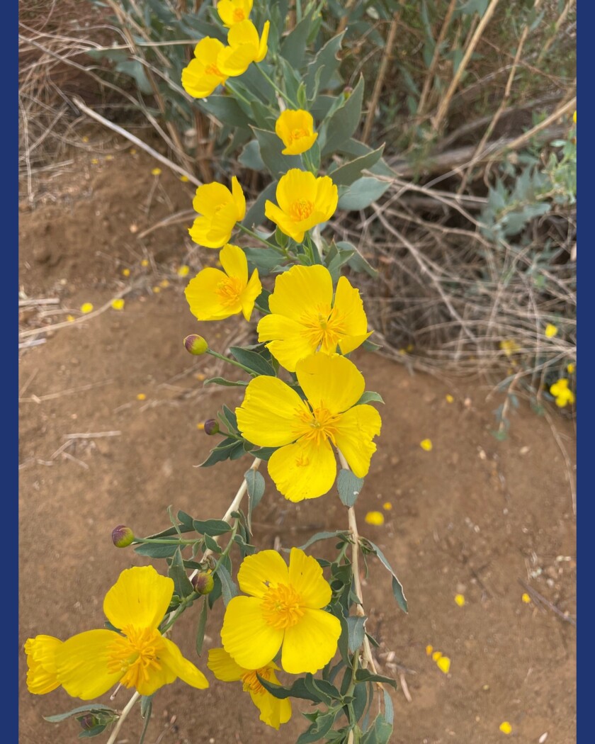 A branch bears small yellow flowers.