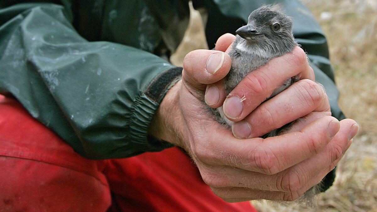 Biologist Russ Bradley holds a Cassin's auklet chick in 2006.