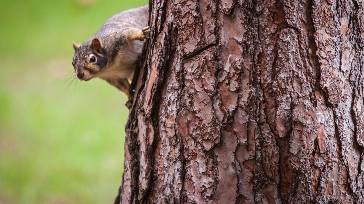 Squirrels in Delgado's studies are marked with a nontoxic fur dye so they're easier to spot.