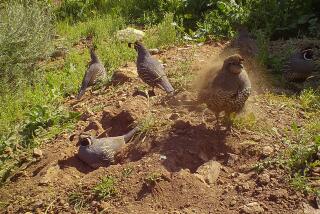 Trail cam image of quail dust bathing.