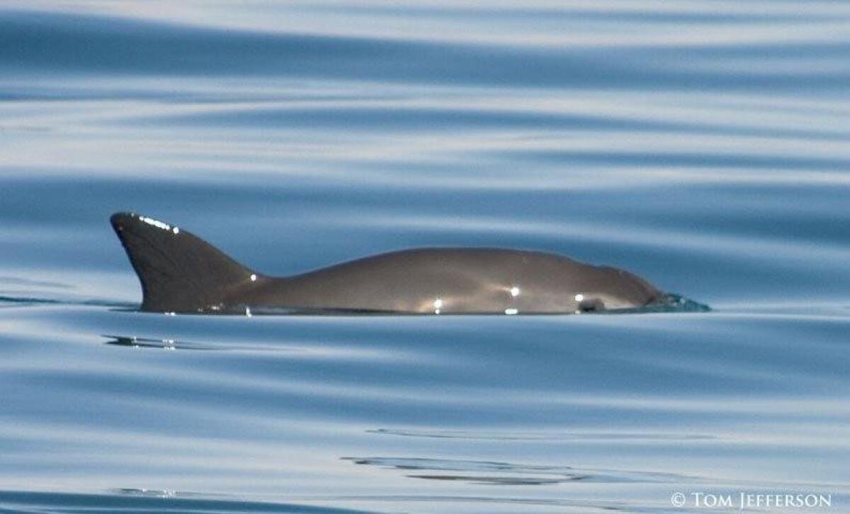 Vaquita porpoise in the northern gulf of California.