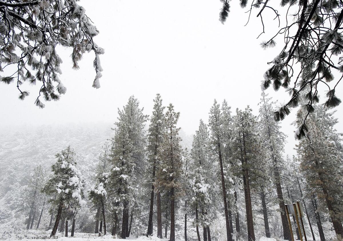 Trees are covered in snow Monday in Wrightwood, Calif. The snow was enough to prompt Mountain High ski resort to make plans to open Tuesday.