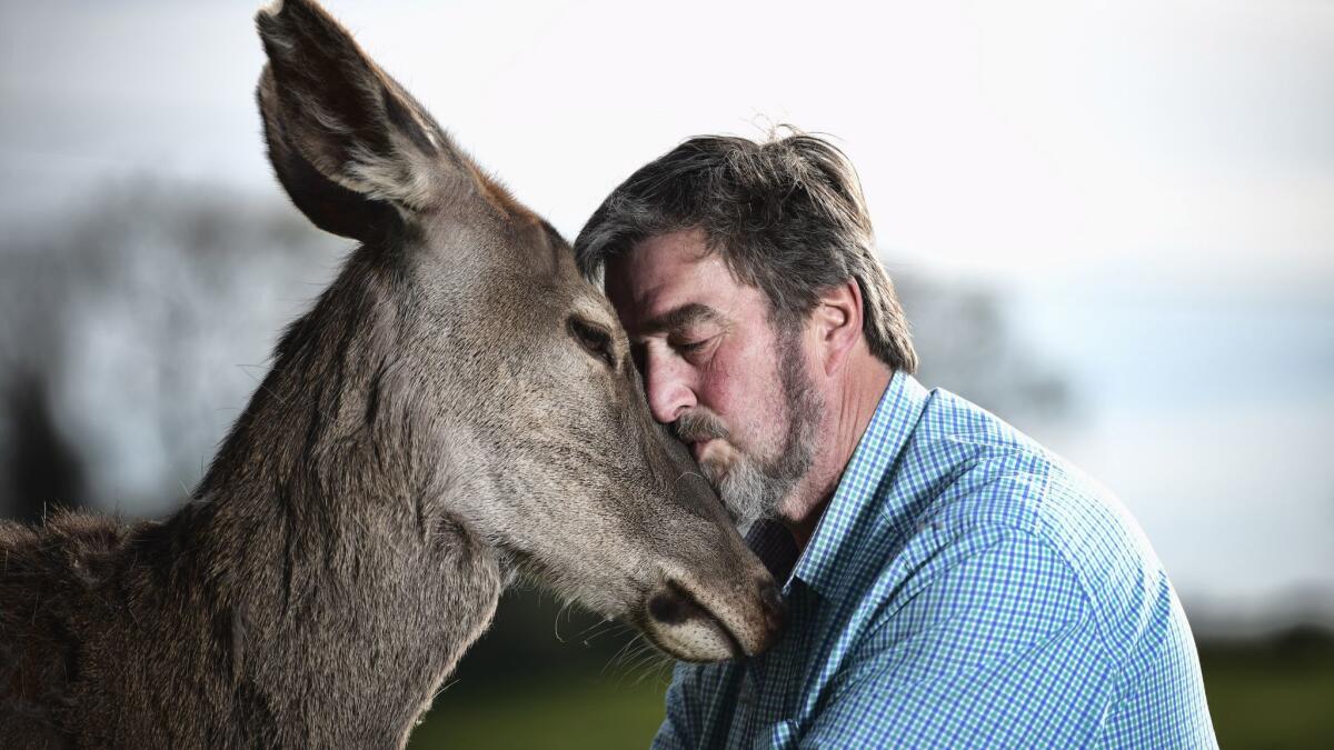 Animal wrangler Kenny Gracey, with Yanna the red deer on his farm in Tandragee near Portadown, Northern Ireland.
