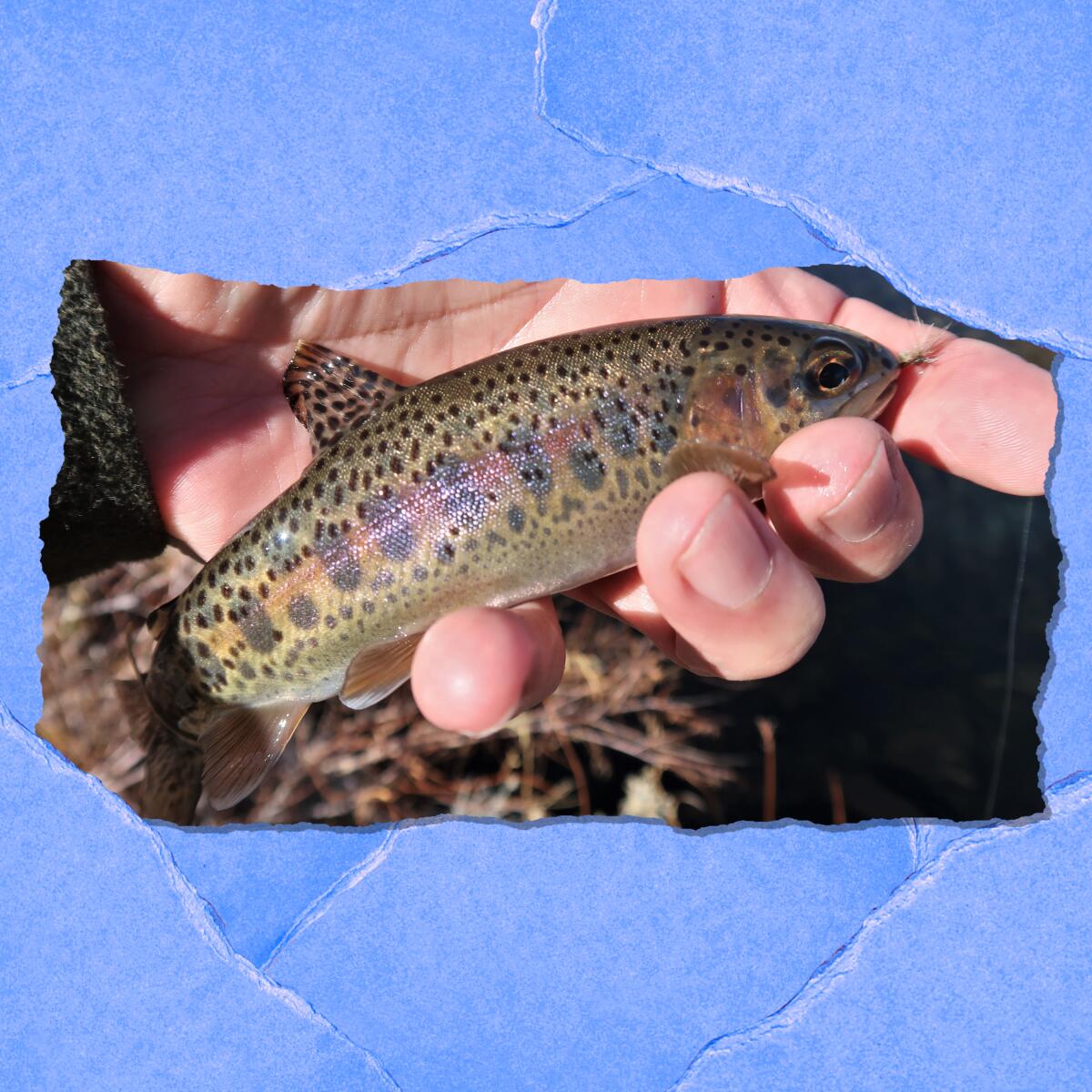 Closeup of a hand holding a small fish.